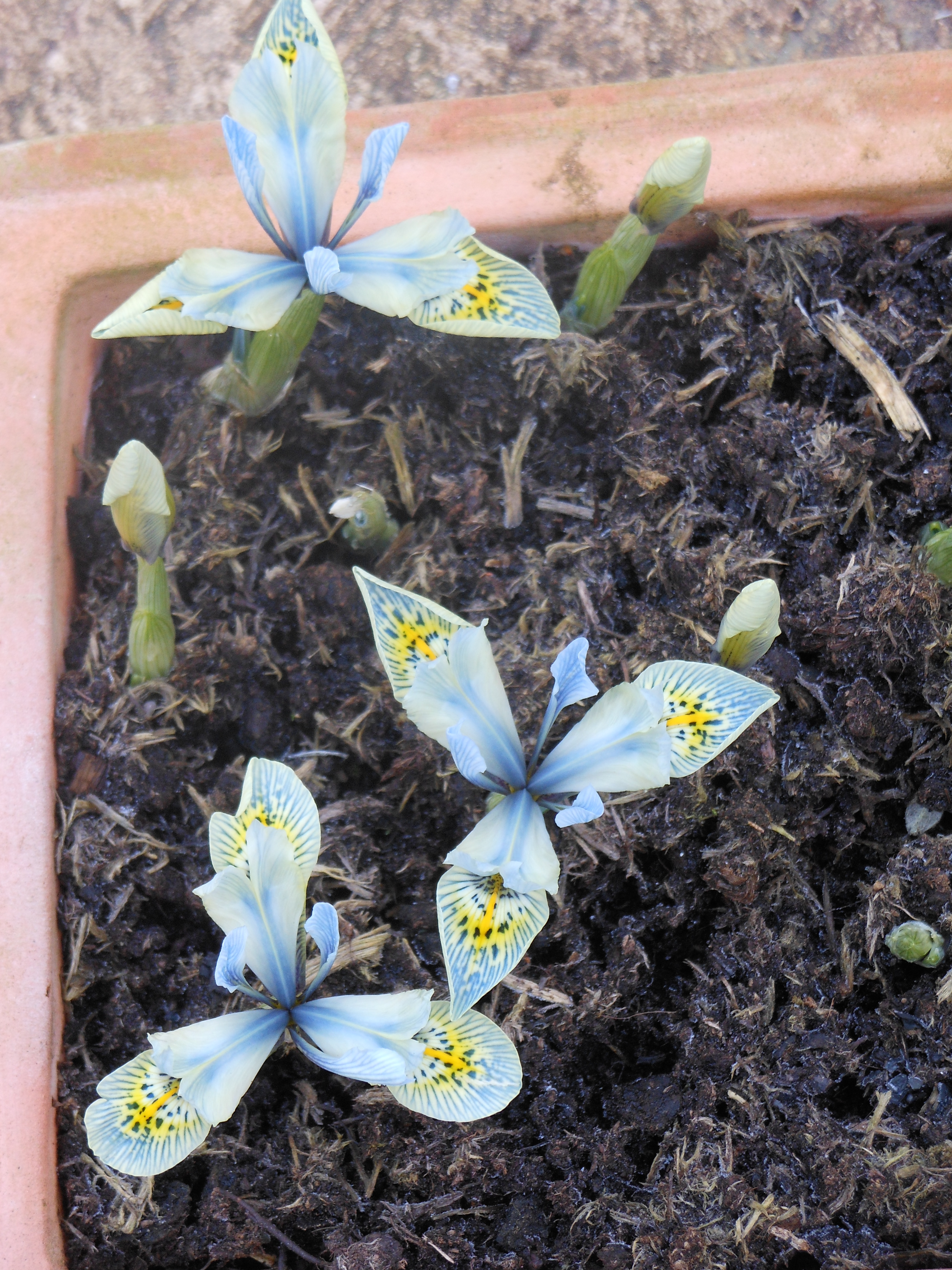 Well Dressings Bakewell